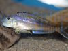 Xenotilapia bathyphilus Kigoma