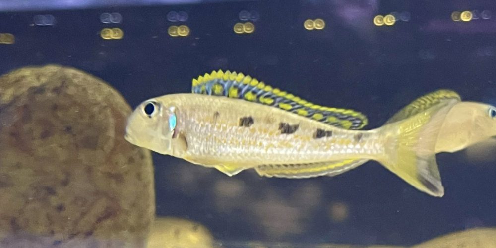 Xenotilapia ochrogenys mzuri wf