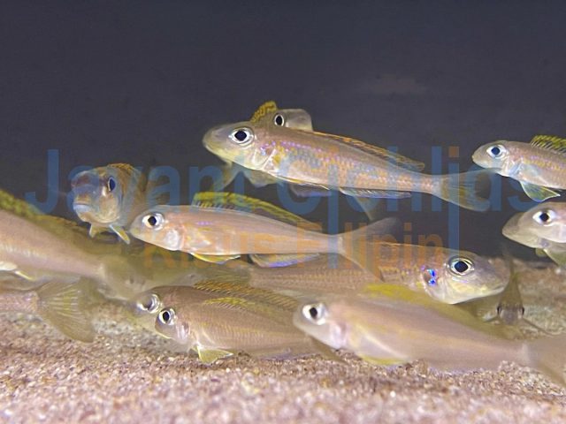 Xenotilapia flavipinnis Kabogo