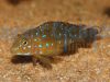 Tanganicodus irsacae Kainda