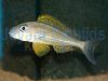 Xenotilapia papilio Cap Kasenga