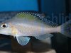 Xenotilapia spilopterus Kipilli