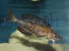 Cyprichromis microlepidotus Kiriza Black