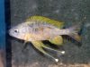 Ophthalmotilapia nasuta Kashenge