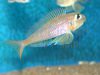 Xenotilapia flavipinnis Milingu