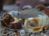 Neolamprologus multifasciatus
