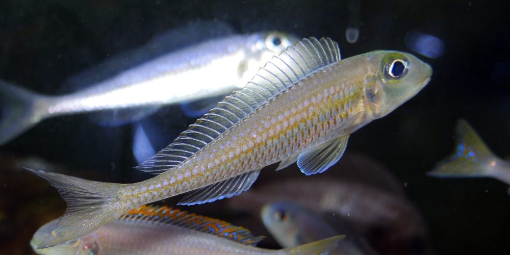 Fwd: Asprotilapia leptura  Jacobsen beach  price 40€