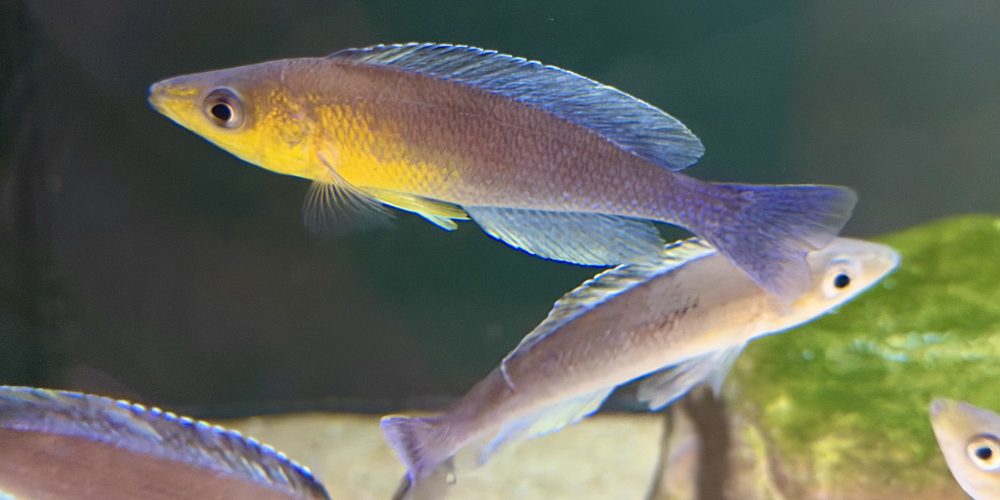 Cyprichromis leptosoma  Jacobsen Beach 🏝️
