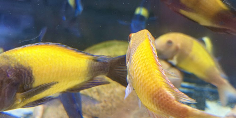 Tropheus ikola  mutant