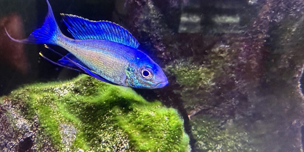 Cyathopharynx foae  Mikongolo