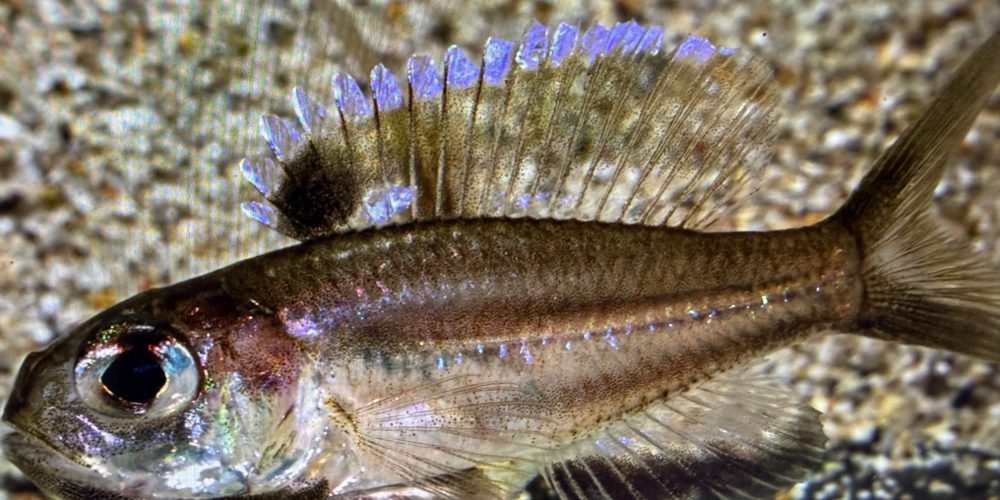 Trematocara  stigmaticum Kalambo