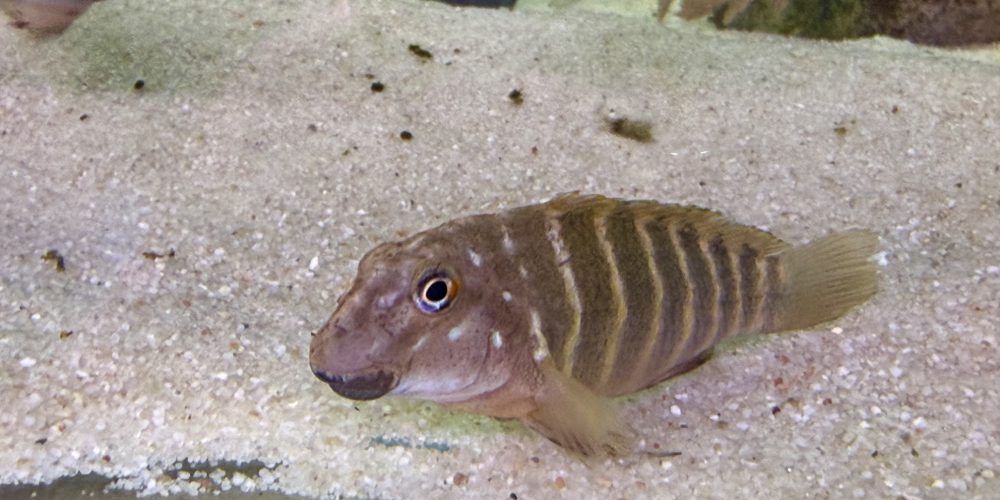 Eretmodus north  Kigoma