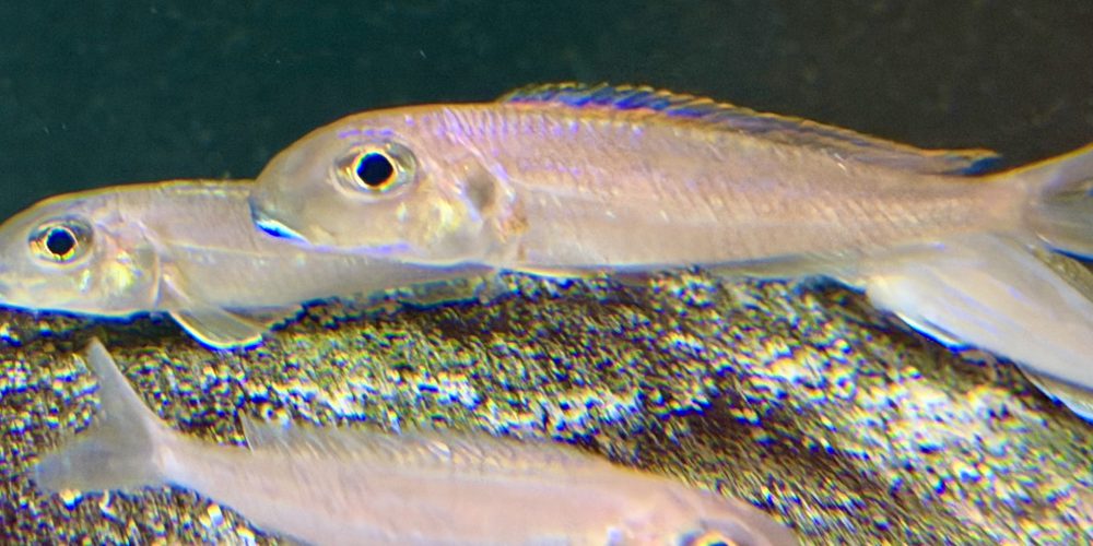 Xenotilapia bathyphilus Kabogo