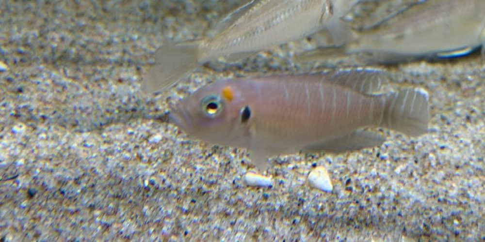 Neolamprologus calliurus Kigoma