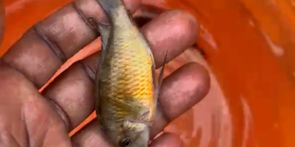 Tropheus red belly wc