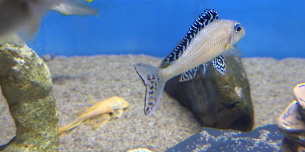 Xenotilapia papilio Tembwe  6-8 cm  35,50€