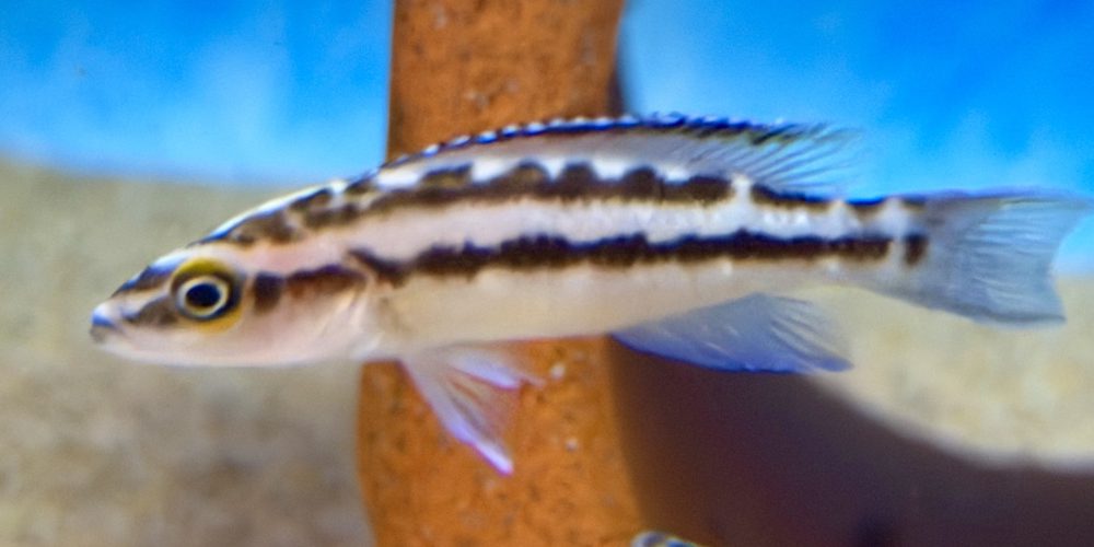 Neolamprologus Büscheri Kachese