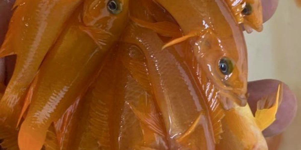 Neolamprologus leleupi Halembe