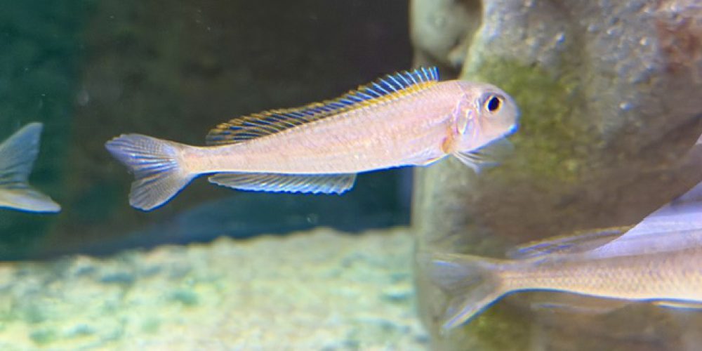 Xenotilapia  bathyphilus Kigoma wf