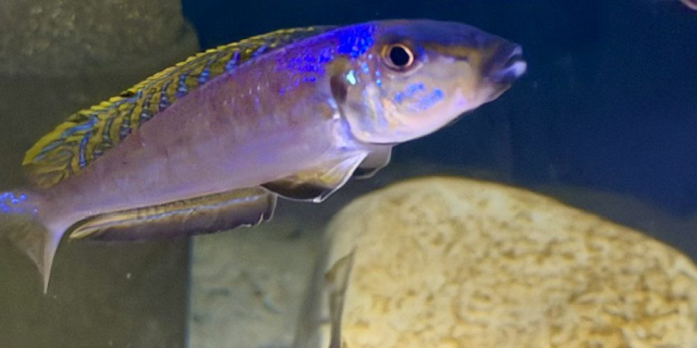 Enantiopus melanogenys Kigoma WF
