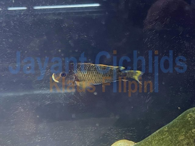 Tropheus Moorii ‚golden Kalambo‘ OB