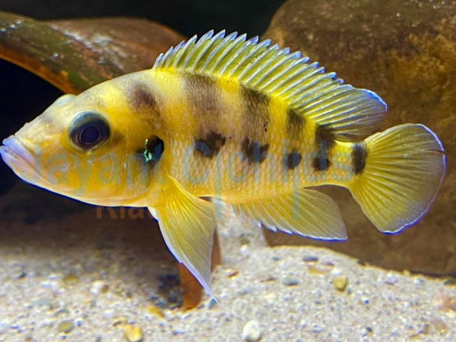 Neolamprologus sexfasciatus