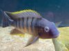 Petrochromis famula Mbite