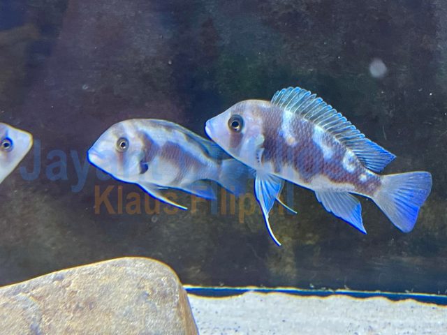 Cyphotilapia frontosa ’night star‘
