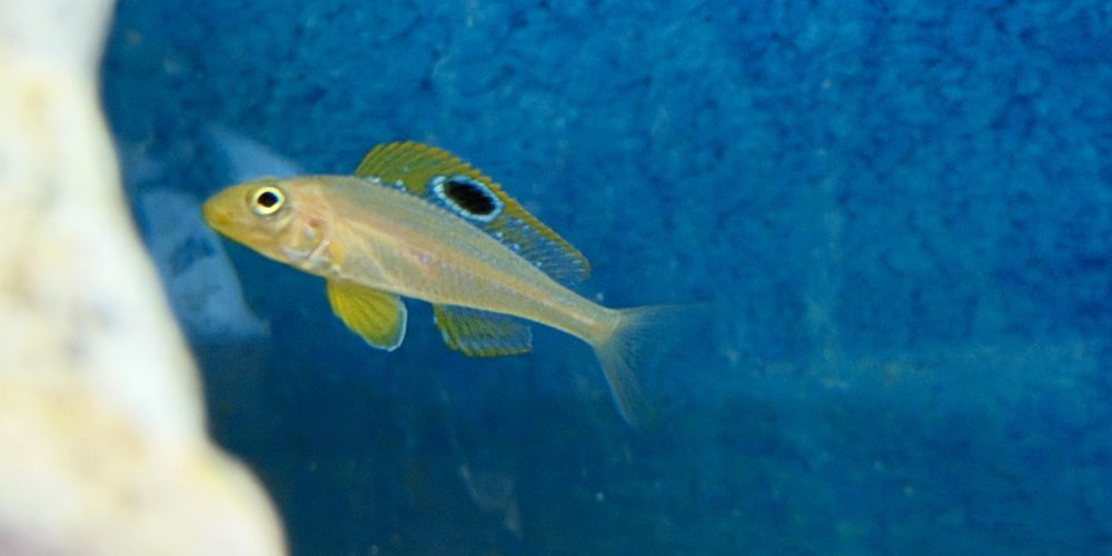 Xenotilapia papilio  Mvuna