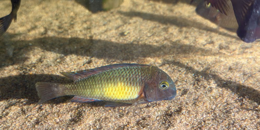 Tropheus red  Rainbow wf 39,50)
