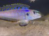 Enantiopus melanogenys Kombe