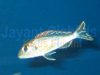 Callochromis sp. ‚pleurospilus Tanzania‘