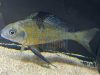 Ophthalmotilapia nasuta Mabilibili OB