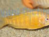 Tropheus moorii Kitumba Albino