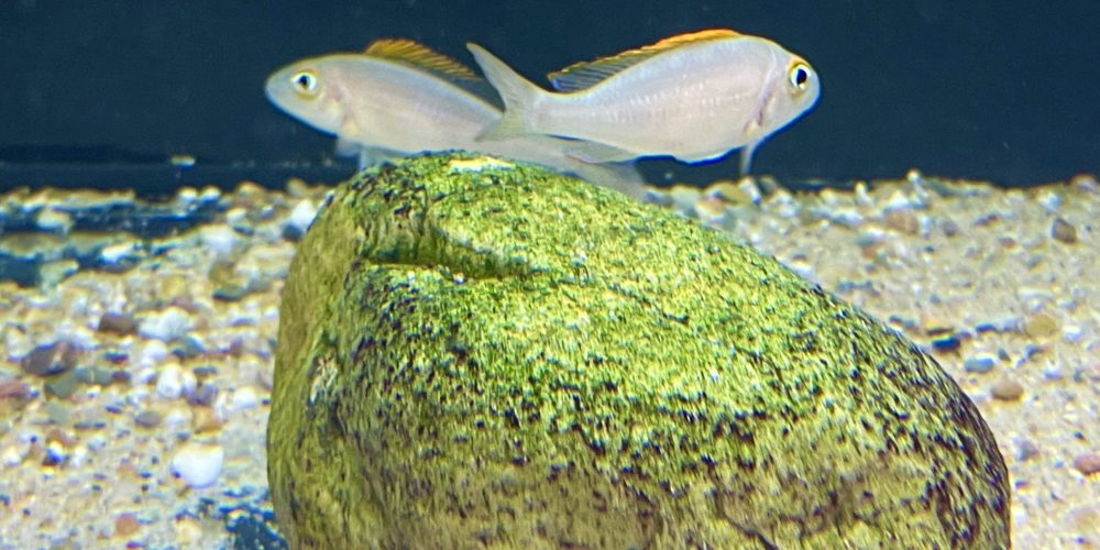 Xenotilapia papilio katete