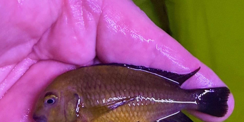 Tropheus mtoto