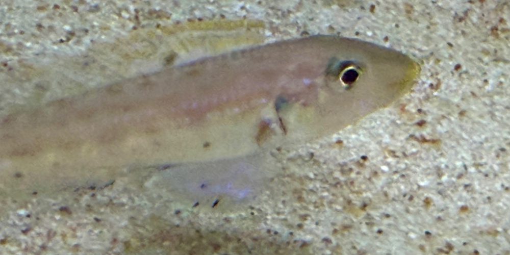 Enantiopus melanogenys Kilesa F1 Stück  24,90€