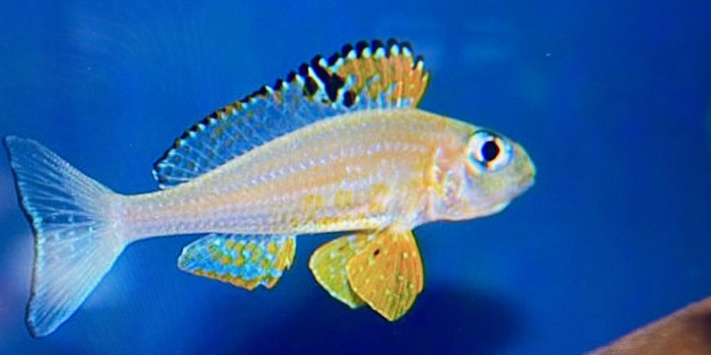 Xenotilapia papilio  Kanoni