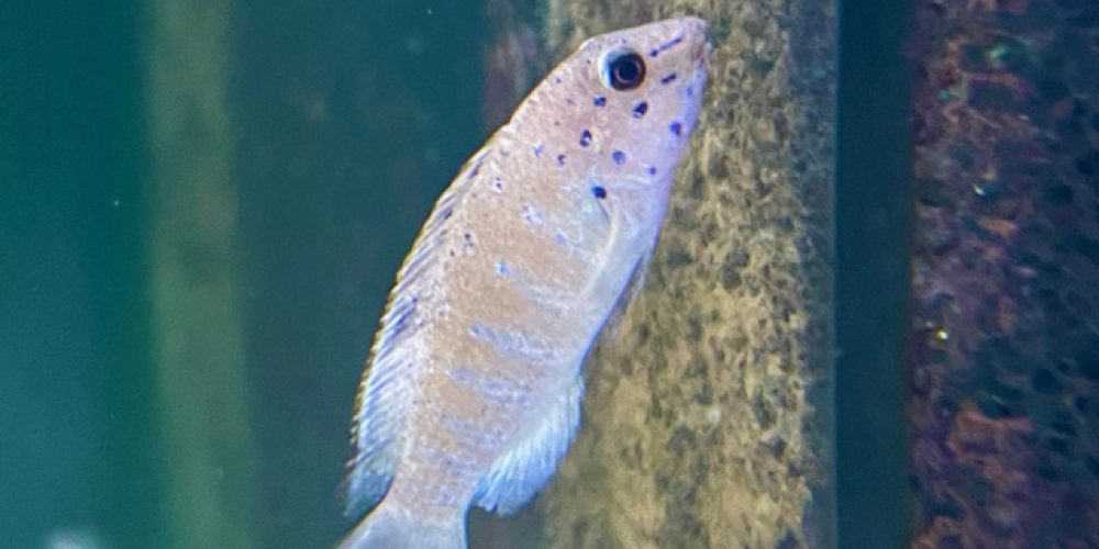 Tanganicodus Kiriza
