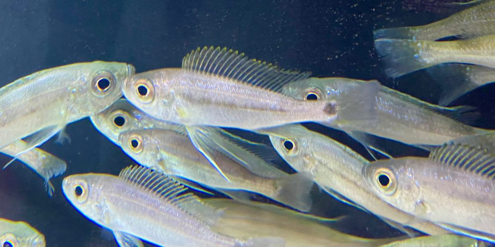 Haplotaxodon  microlepis Mahale