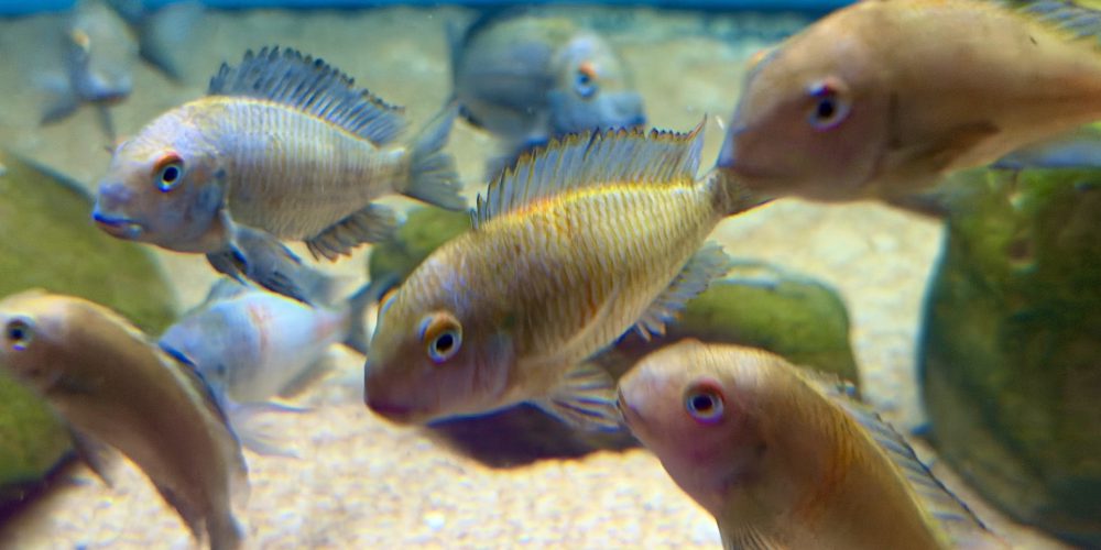 Tropheus  Zadeni  wf