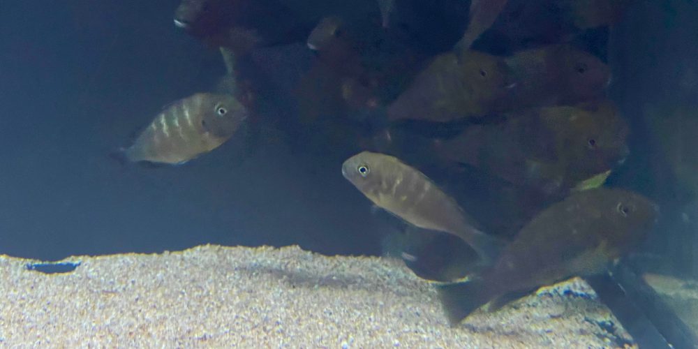 Tropheus Mtoto  Stückpreis 18,50€