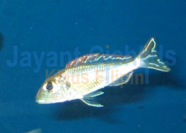 Callochromis sp. ‚pleurospilus Tanzania‘