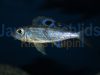 Ectodus descampsii
