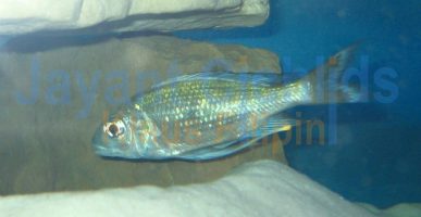 Ophthalmotilapia heterodonta Kigoma