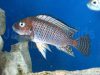 Petrochromis famula Kampampa