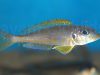 Xenotilapia bathyphilus Kasanga