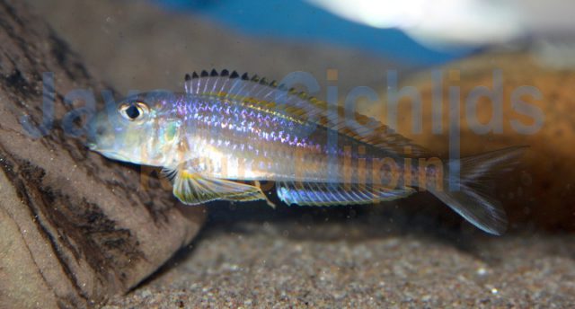 Xenotilapia bathyphilus Kigoma
