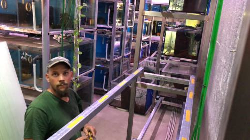 jayant-cichlids-klaus-filipini-aufbau der neuen aquarienanlage ende 2018-29
