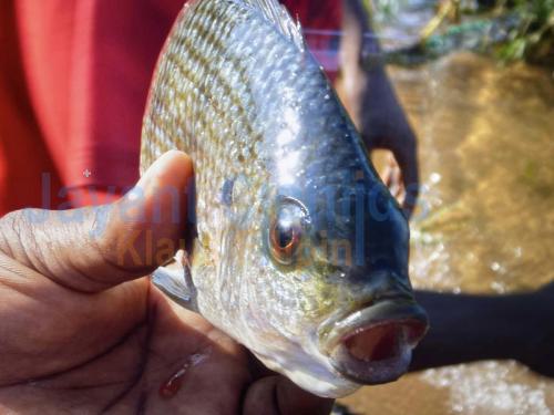jayant-cichlids-klaus-filipini-fischreise-burundi-2012-27